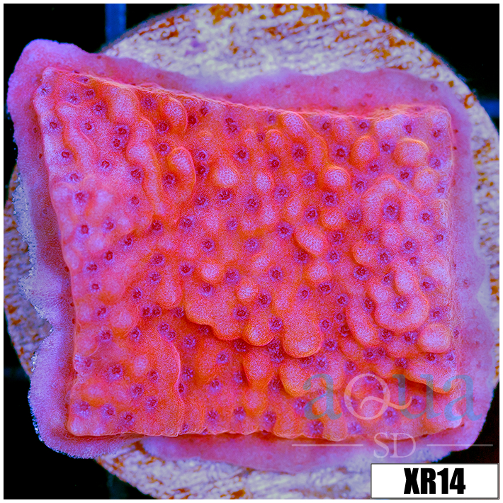 Orange Phoenix Montipora - 405227434