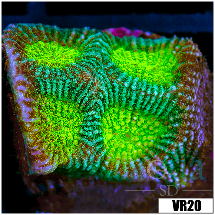 Toxic Current Favia - 403D71FC4