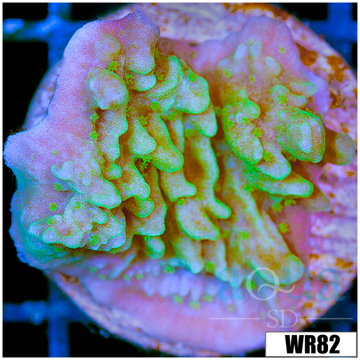 Neon Montipora - 4049D2FB4