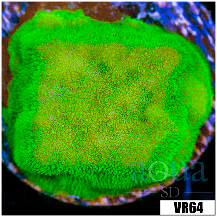 Nuclear Psammacora Frag - 405DB9B24