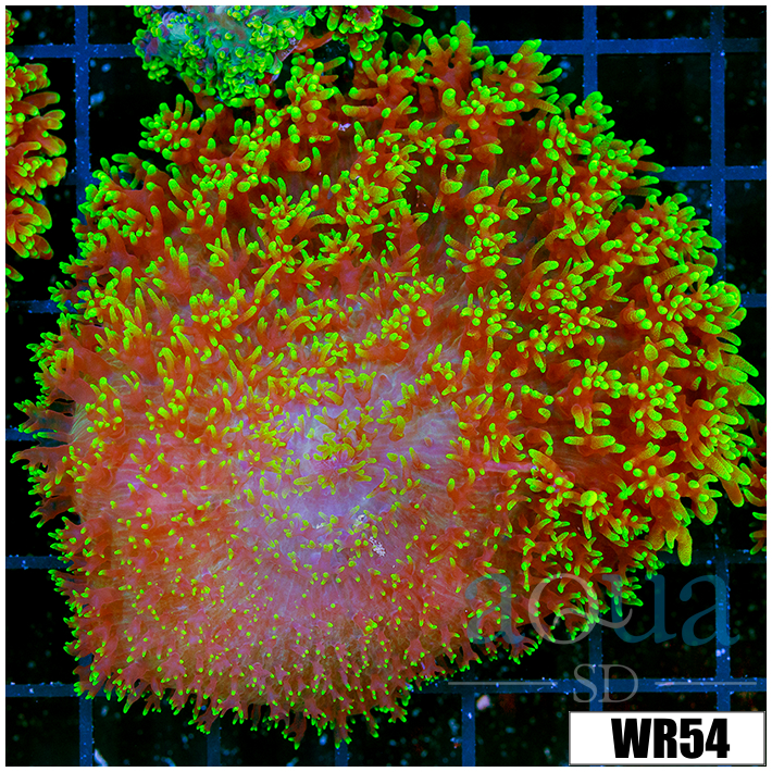 Large Fuzzy Mushroom - 40595A4F4
