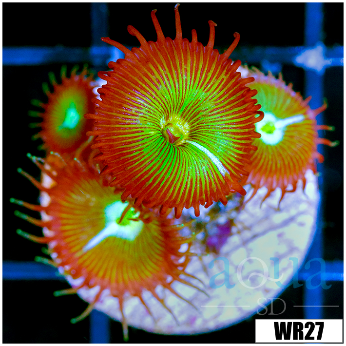 Flytrap Palys - 4062F1214