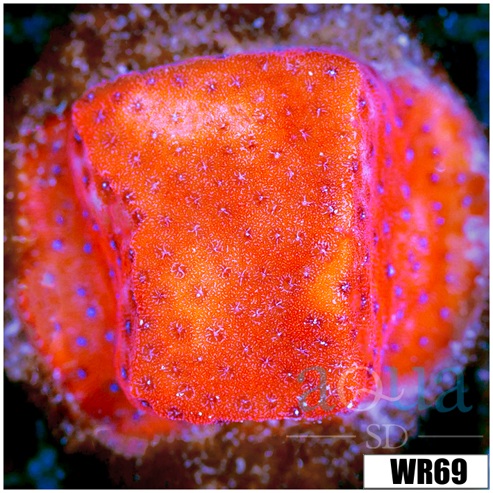 Juggernaut Montipora - 4047E09B4