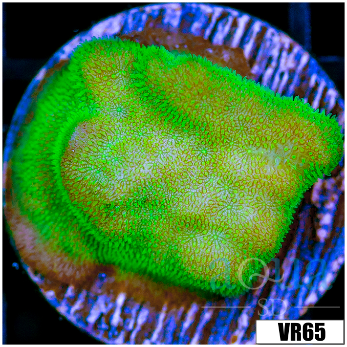 Nuclear Psammacora Frag - 405DEEA04