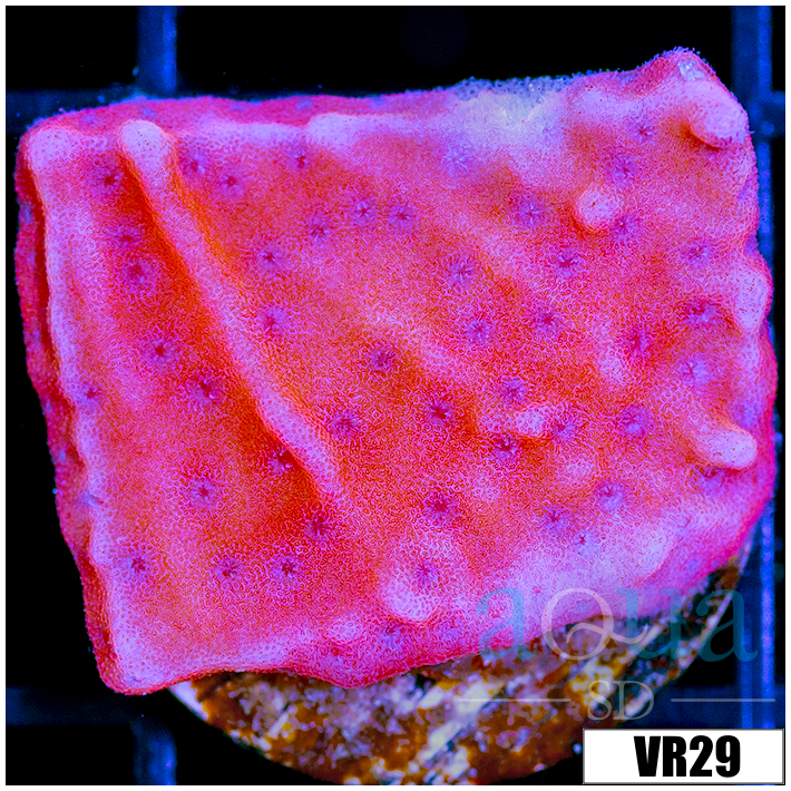 Orange Phoenix Montipora - 40511C844