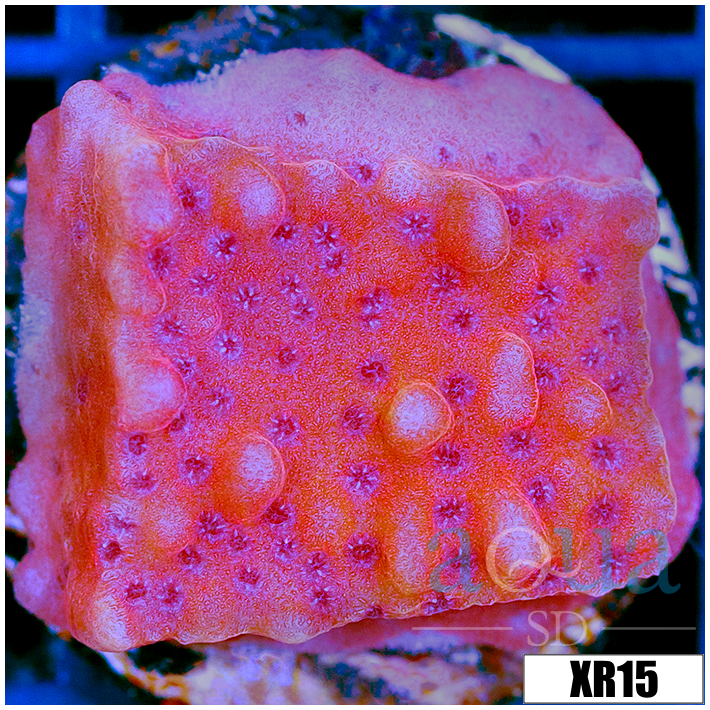 Orange Phoenix Montipora - 405227444