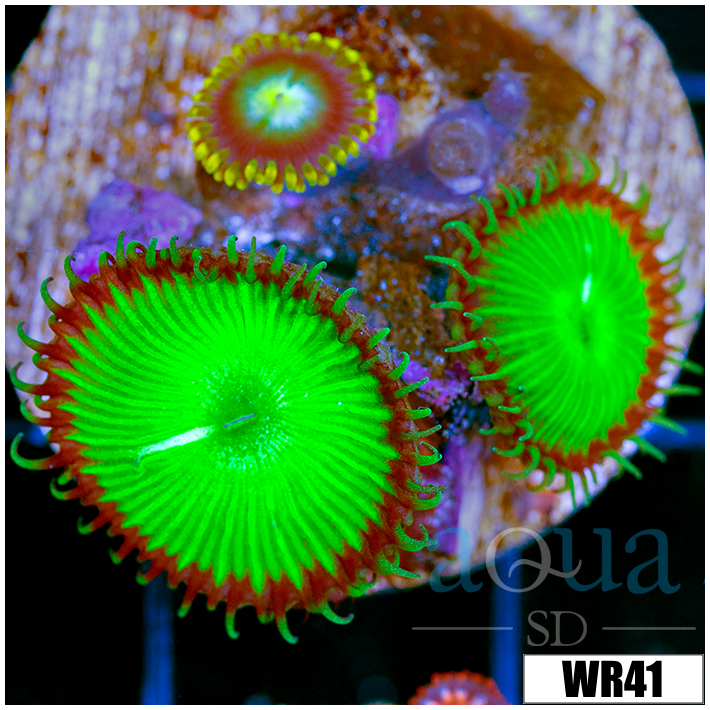 Flytrap Palys - 4062F11F4