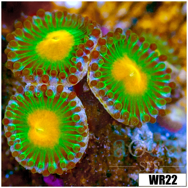 Gator Eyes Zoanthids - 4062F1244