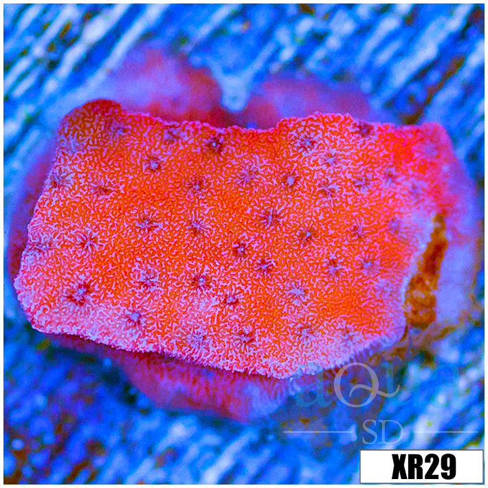 Juggernaut Montipora - 40488CD54