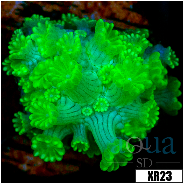 Nuclear Alveopora - 404132284
