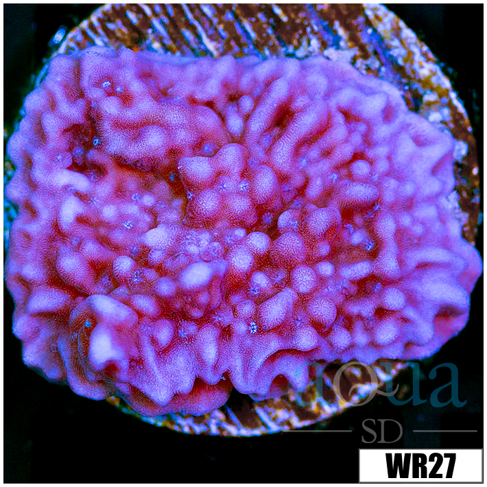 Purple Haze Montipora - 405401DC4