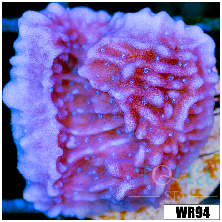 Purple Haze Montipora - 4053ADBE4