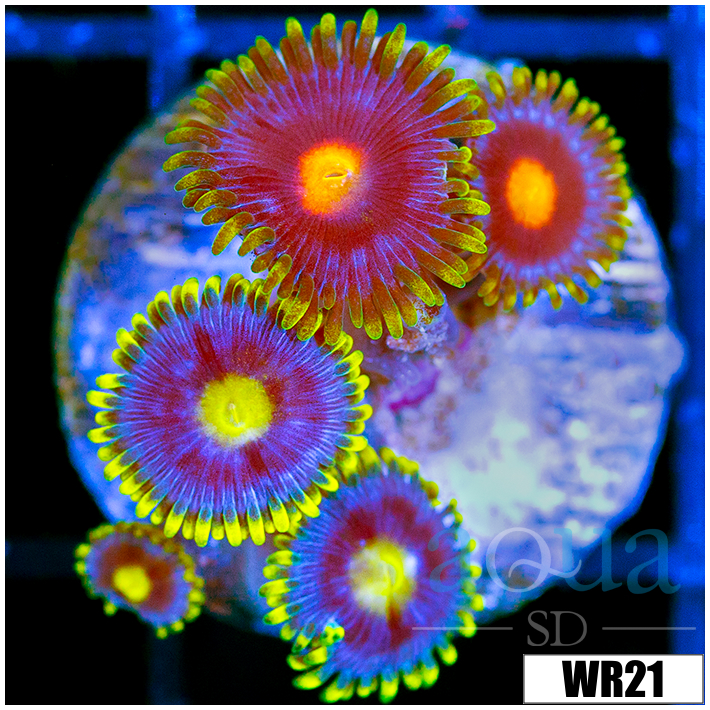 Blow Pop Zoanthids - 40617A754
