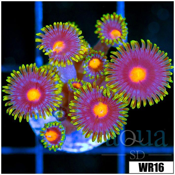 Blow Pop Zoanthids - 40617A784