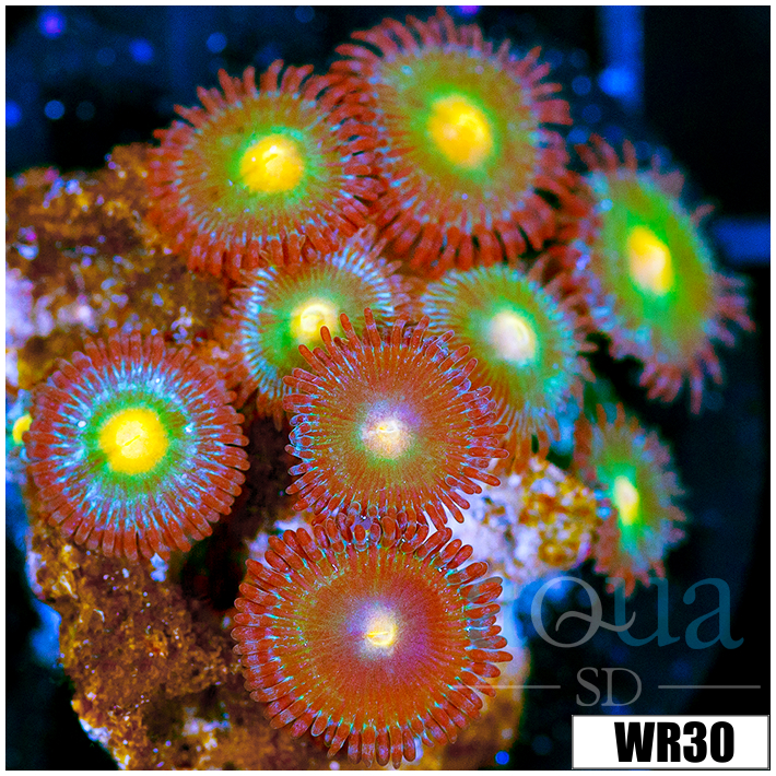 Gator Eyes Zoanthids - 4064C5D44