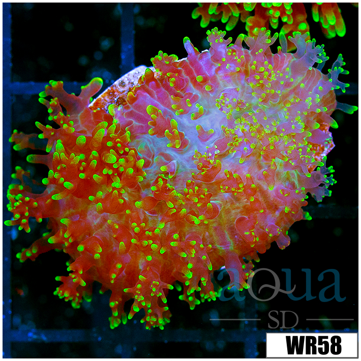 Large Fuzzy Mushroom - 40586C9B4
