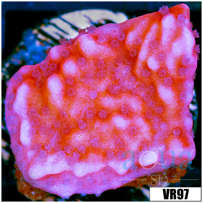 Orange Phoenix Montipora - 405227454