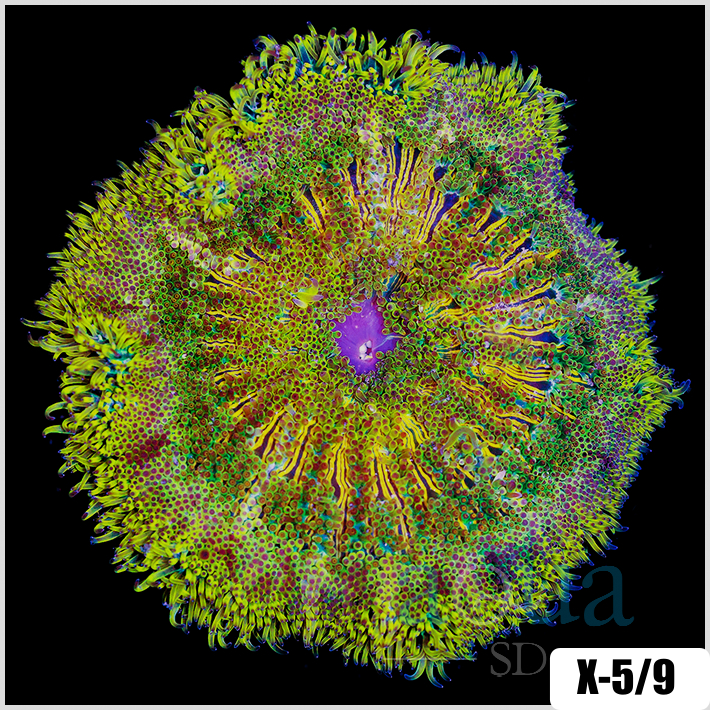 Grade A Maxi Mini Carpet Anemone - 4034CF494