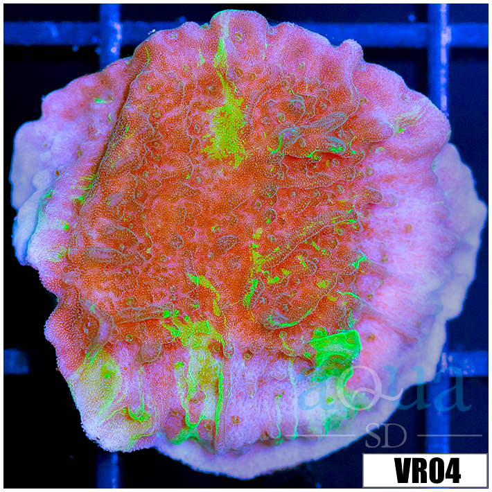 JF Cold Fusion Montipora - 404741CF4