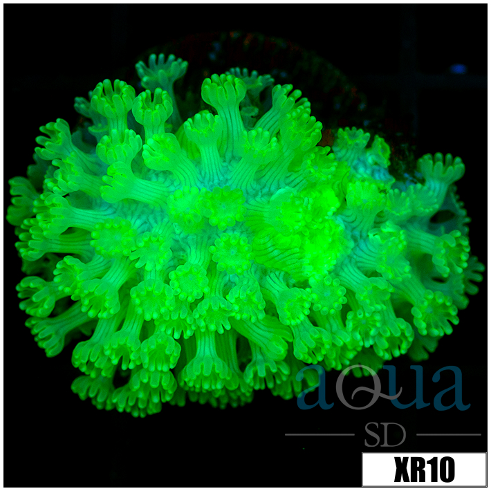Nuclear Alveopora - 4040A0434