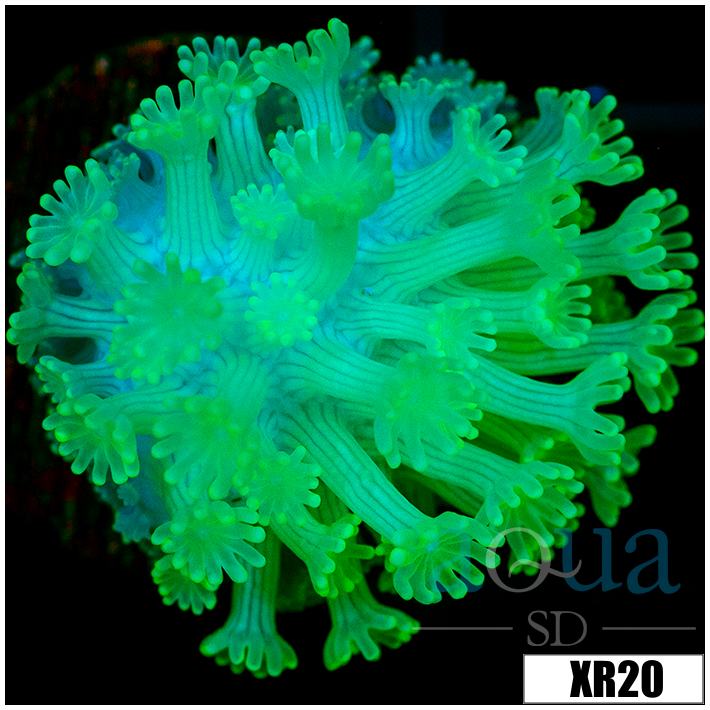 Nuclear Alveopora - 4041322D4