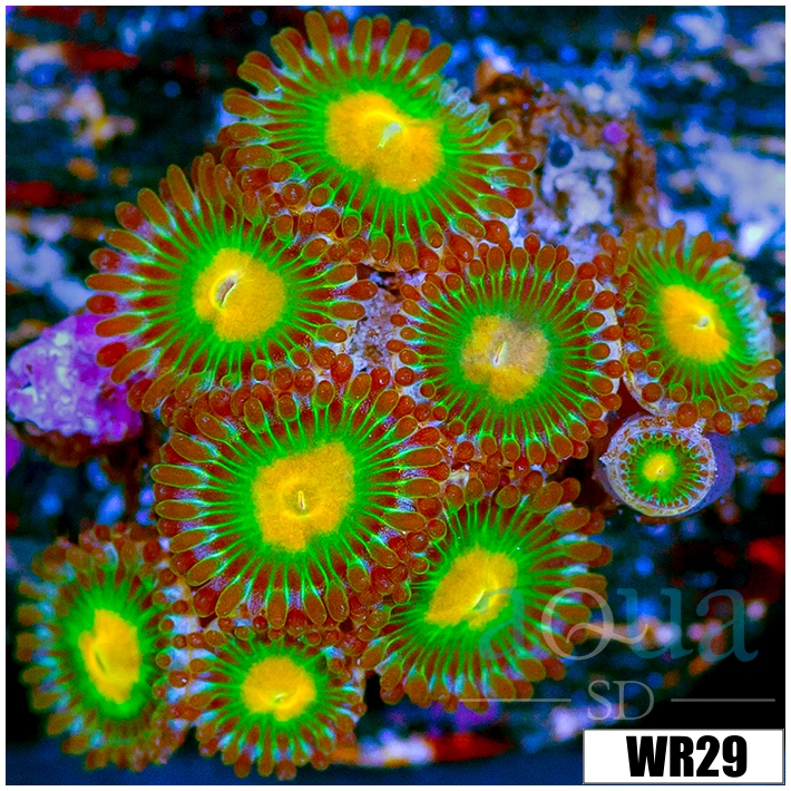 Gator Eyes Zoanthids - 4064C5D64