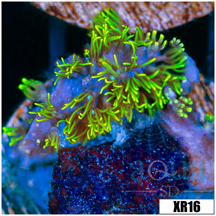 GSP Frag - 405B33C04