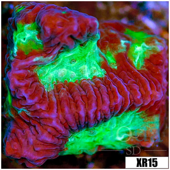 Open War Coral Favia - 403C1A1B4