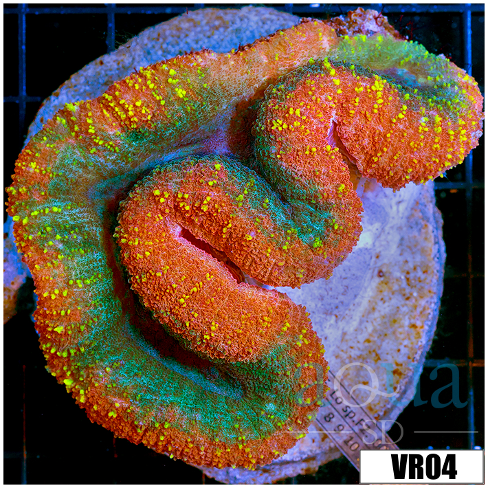 Christmas Lobophyllia - 404132304