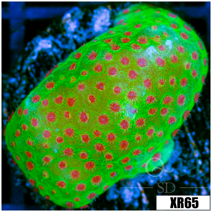 Strawberry Fields Montipora - 4056653E4