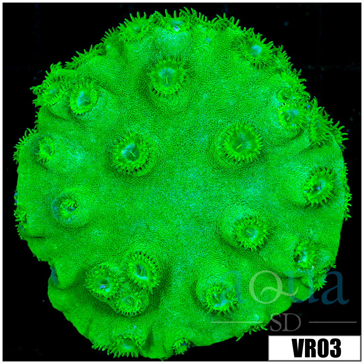 Nuclear Pagoda Colony - 405D54E94