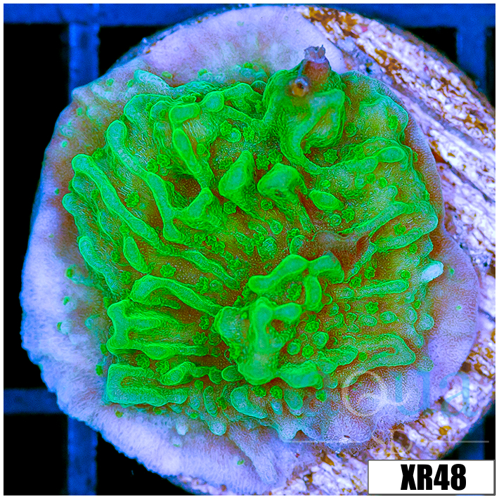 Neon Montipora - 404B5F944