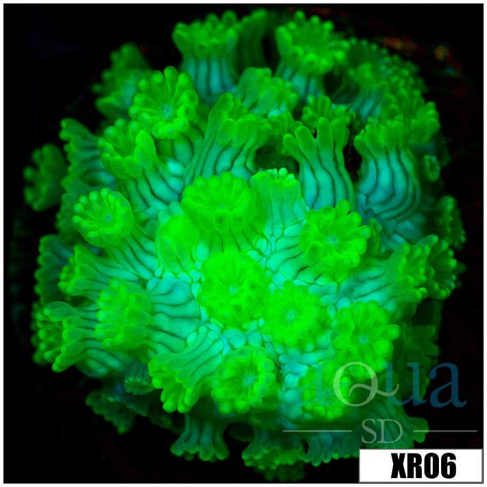 Nuclear Alveopora - 40401FCF4