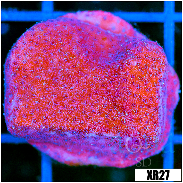Juggernaut Montipora - 404839624