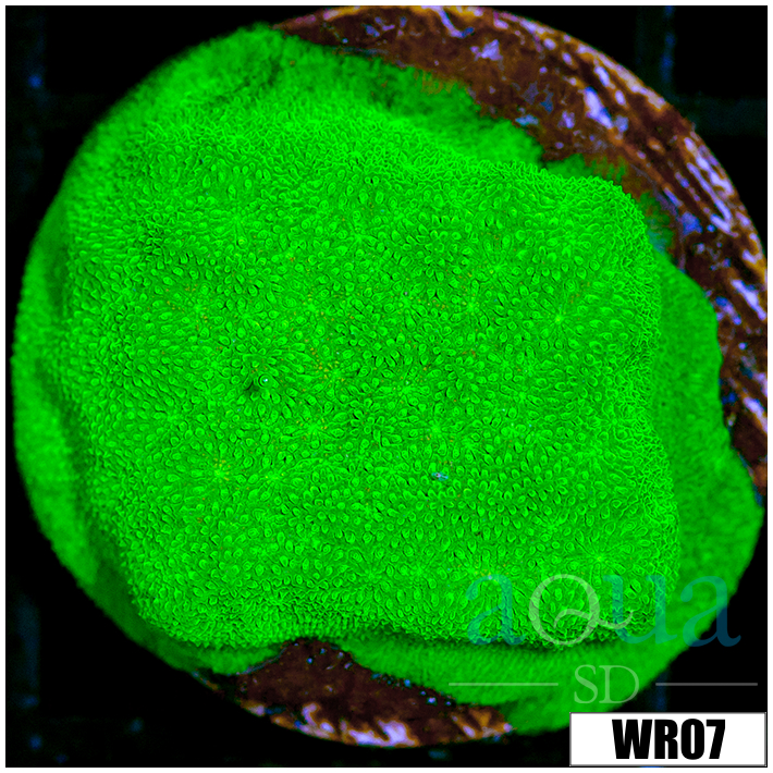 Nuclear Psammacora Frag - 405E3D204
