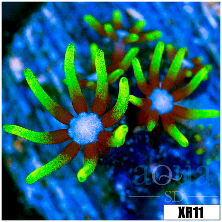 Blue Eyes Star Polyps - 40595A524