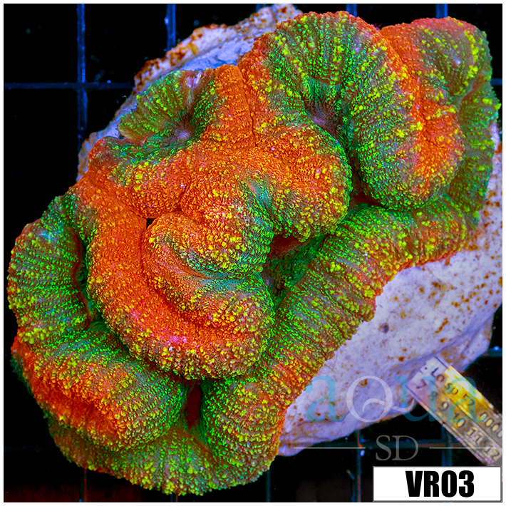 Christmas Lobophyllia - 404132334