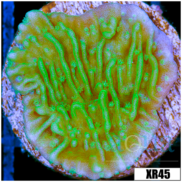 Neon Montipora - 404B20954