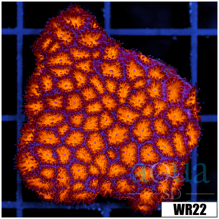 Orenji Eye Leptastrea Colony - 405E76FE4