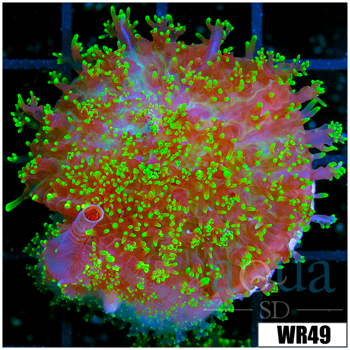 Large Fuzzy Mushroom - 40586CA04