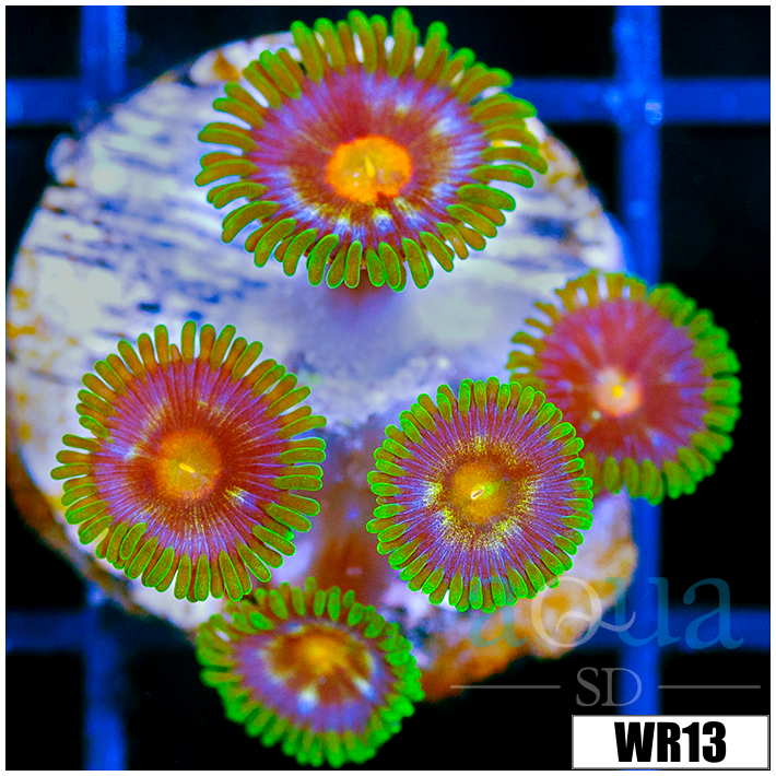 Daisy Cutter Zoanthids - 406229064