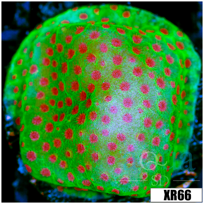 Strawberry Fields Montipora - 4056653F4