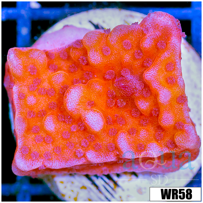 Orange Phoenix Montipora - 40511C814