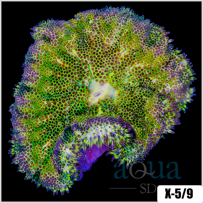 Grade B Maxi Mini Carpet Anemone - 403711844