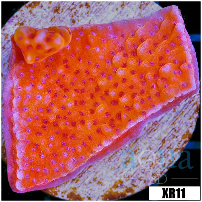 Orange Phoenix Montipora - 40511C834