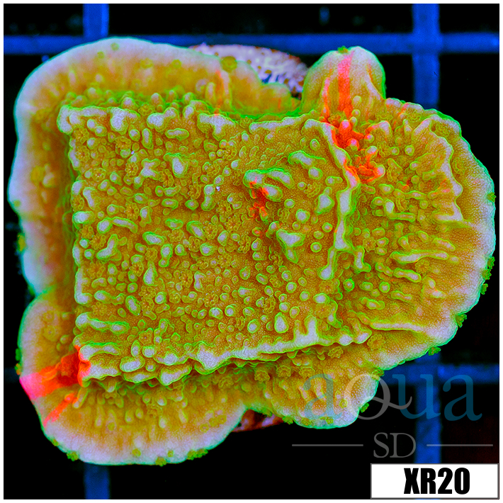 ASD Grafted Montipora - 4043040D4