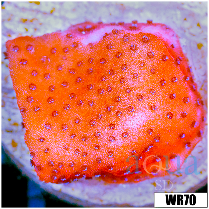 Juggernaut Montipora - 404807E24