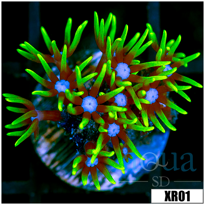 Blue Eyes Star Polyps - 40595A504