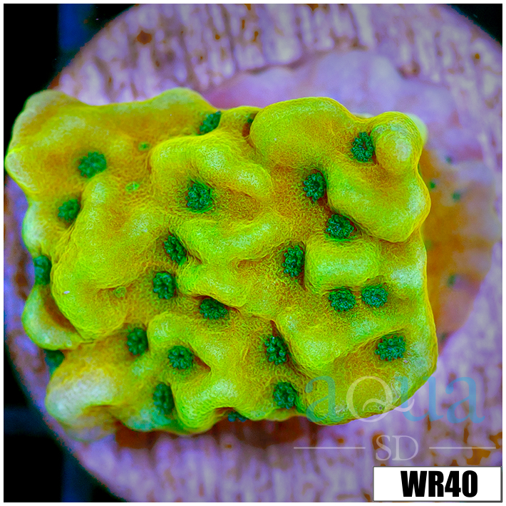 Beach Bum Montipora - 404304144