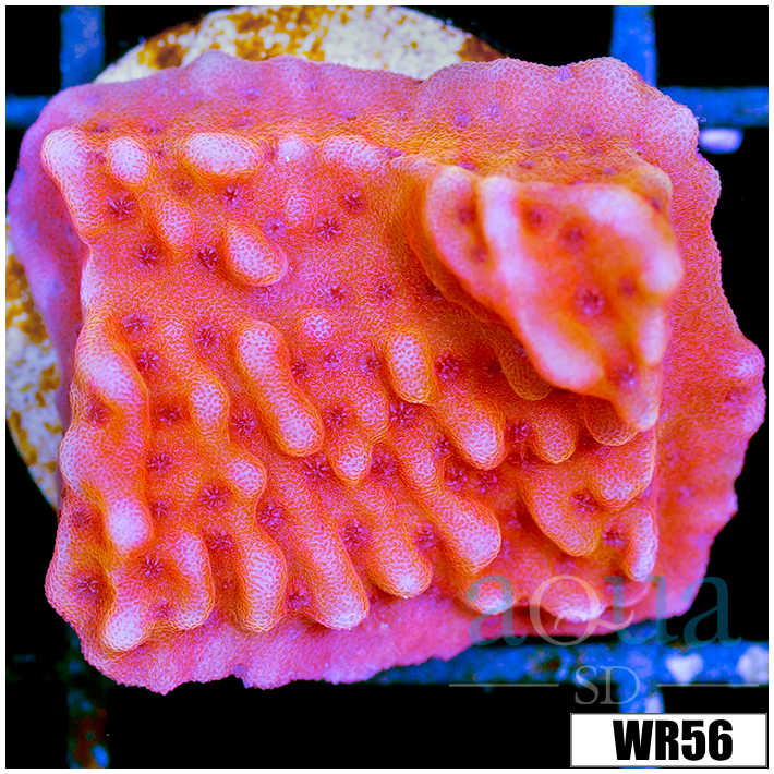 Orange Phoenix Montipora - 404FF6E84